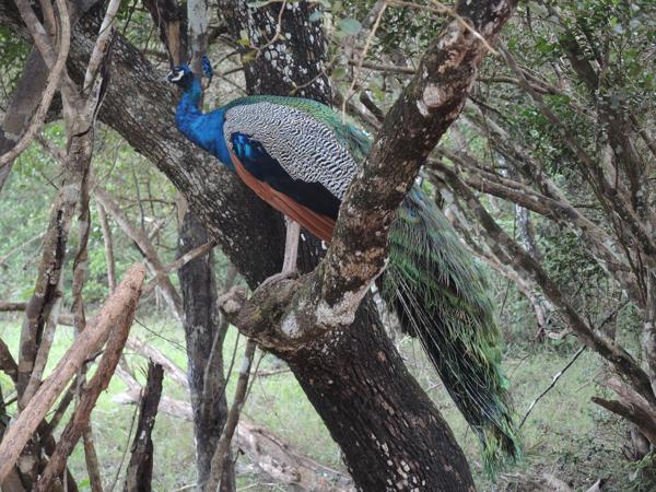 <h3><a href="/trips/srilanka/biota/animalia/chordata/aves/006 galliformes/005 phasianidae/pavo cristatus/pavo cristatus-nl.html">Pavo&nbsp;cristatus</a> / Indian&nbsp;peafowl / Blauwe&nbsp;pauw</h3>COOLPIX P7800, 1/60 sec  bij F3.5, ISO 360